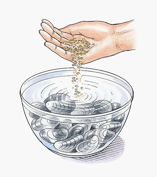 Illustration of putting oatmeal in bowl of cold water with live mussels to expel dirt as they feed