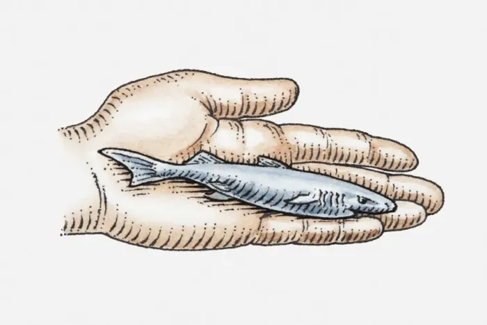 Framed Print : Illustration of Pygmy Lanternshark (Etmopterus fusus) in palm of hand Framed Print : Illustration of Pygmy Lanternshark (Etmopterus fusus) in palm of hand