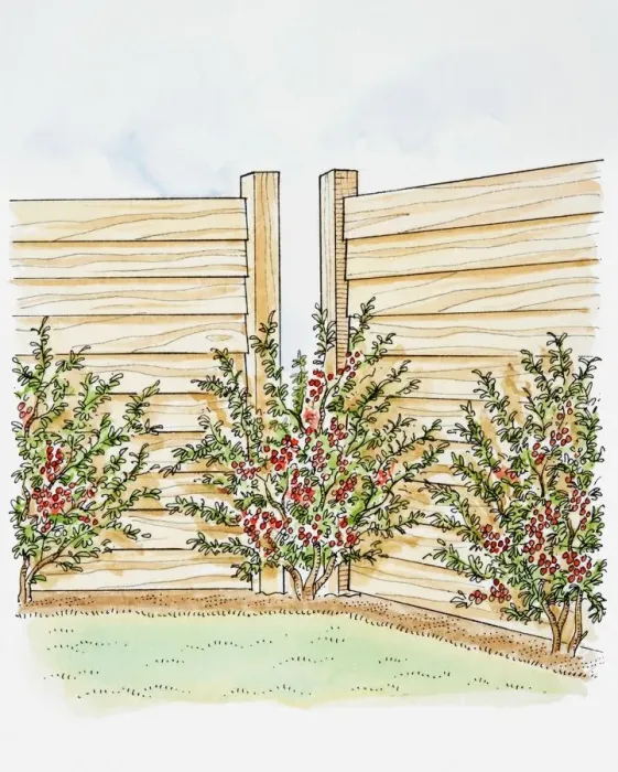 Framed Print : Illustration of Pyracantha shrubs planted along a fence, one covering gap in fence Framed Print : Illustration of Pyracantha shrubs planted along a fence, one covering gap in fence