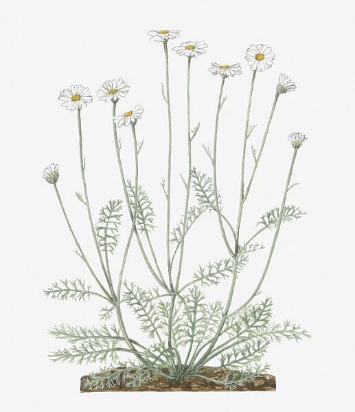 Illustration of Pyrethrum or Tanacetum cinerariifolium (Dalmatian chrysanthemum) bearing white daisy-like flowers on tall stems with small green leaves below