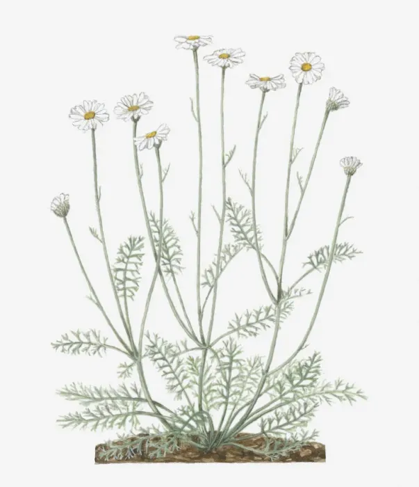 Framed Print : Illustration of Pyrethrum or Tanacetum cinerariifolium (Dalmatian chrysanthemum) bearing white daisy-like flowers on tall stems with small green leaves below Framed Print : Illustration of Pyrethrum or Tanacetum cinerariifolium (Dalmatian chrysanthemum) bearing white daisy-like flowers on tall stems with small green leaves below