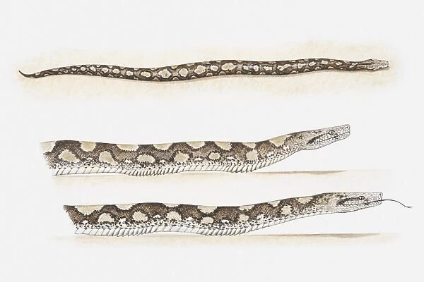 Illustration of pythons moving by creeping along