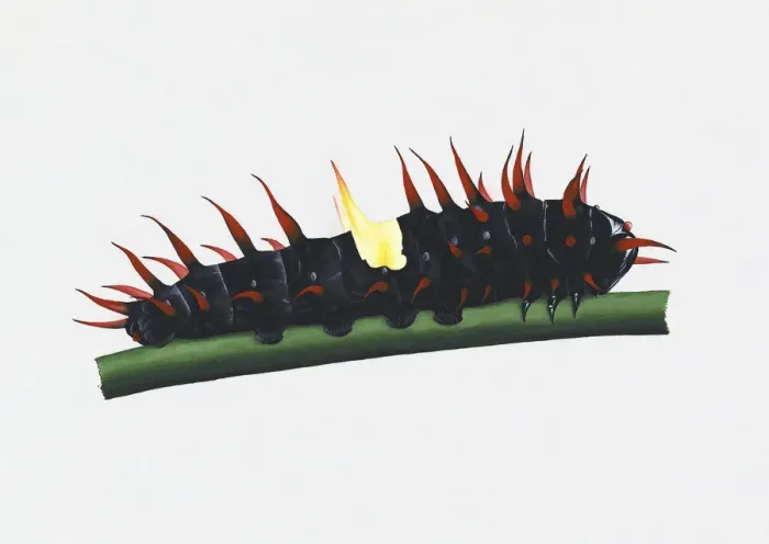 Framed Print : Illustration of Queen Alexandras Birdwing (Ornithoptera alexandrae) caterpillar on green stem Framed Print : Illustration of Queen Alexandras Birdwing (Ornithoptera alexandrae) caterpillar on green stem