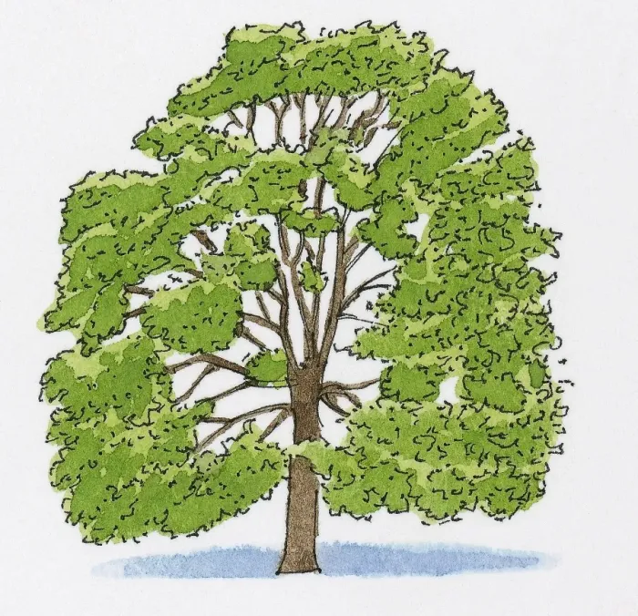 Framed Print : Illustration of Quercus cerris (Turkey Oak) Framed Print : Illustration of Quercus cerris (Turkey Oak)