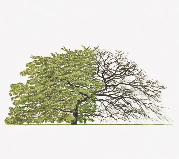 Framed Print : Illustration of Quercus cerris Variegata (Variegated Turkey Oak) showing shape of tree with and without leaves