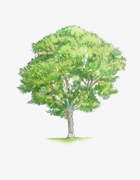 Illustration of Quercus petraea, syn Quercus sessiliflora (Sessile Oak) tree with green foliage