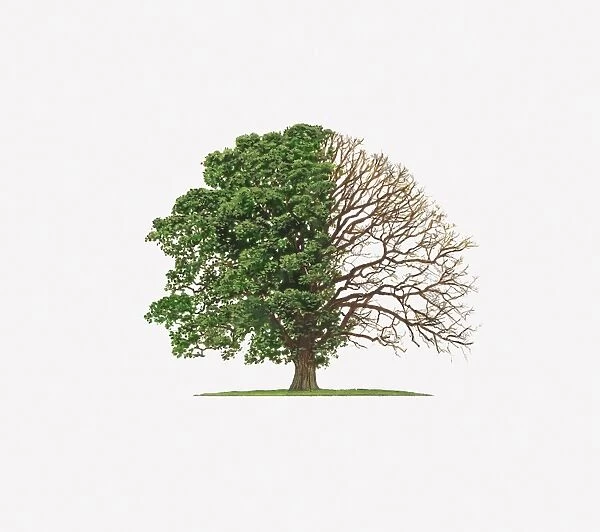 Illustration of Quercus Robur (English Oak) showing shape of tree with and without leaves