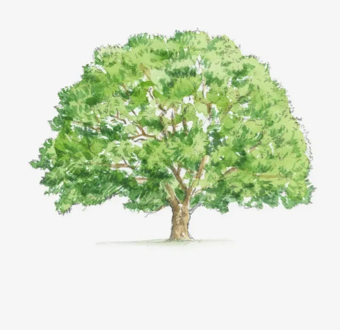 Framed Print : Illustration of Quercus robur (English Oak) tree Framed Print : Illustration of Quercus robur (English Oak) tree