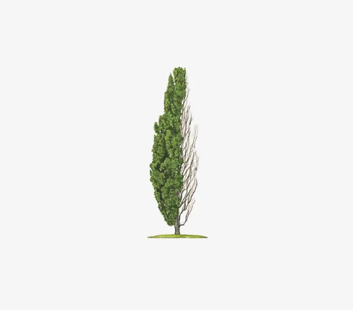 Framed Print : Illustration of Quercus robur f. fastigiata (Cypress Oak) showing shape of tree with and without leaves Framed Print : Illustration of Quercus robur f. fastigiata (Cypress Oak) showing shape of tree with and without leaves