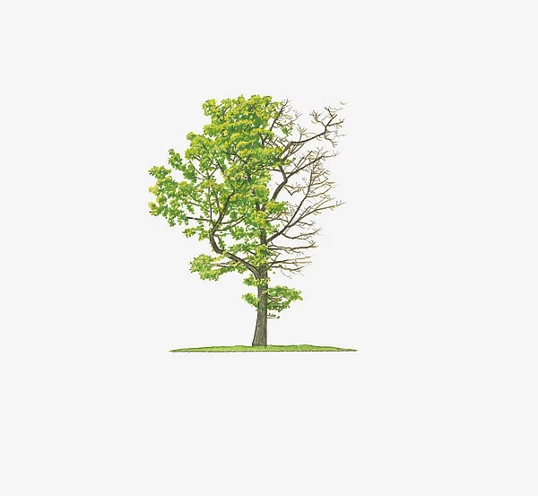 Illustration of Quercus rubra Aurea showing shape of tree with and without leaves