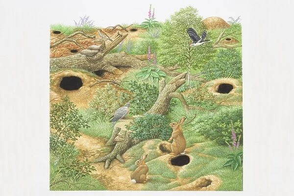 Illustration, Rabbits and Birds inhabiting woodland scene with green vegetation, fallen trees and holes in the ground leading to lairs and underground tunnels