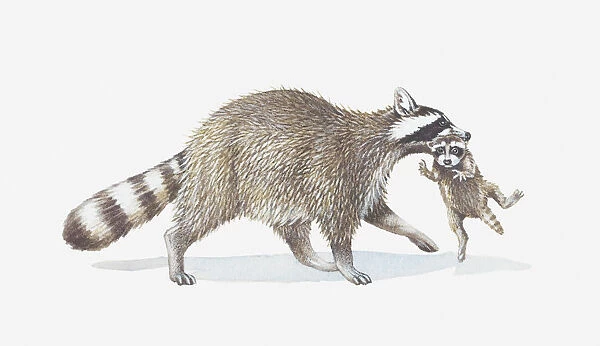 Illustration of raccoon carrying young