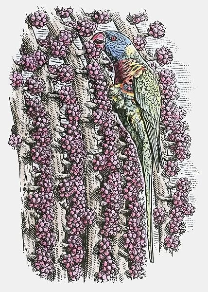 Illustration of Rainbow Lorikeet, (Trichoglossus haematodus) feeding on fruit