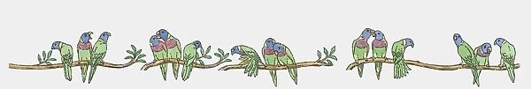 Illustration of Rainbow Lorikeets (Trichoglossus haematodus) perching branches