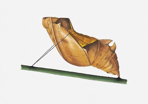 Illustration of Rajah Brookes Birdwing (Troides Brookiana) pupa on stem
