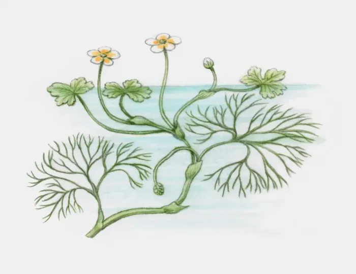 Framed Print : Illustration of Ranunculus peltatus (Pond Water-crowfoot), with yellow and white flowers and floatin Framed Print : Illustration of Ranunculus peltatus (Pond Water-crowfoot), with yellow and white flowers and floatin
