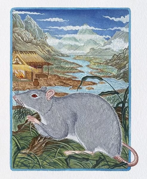 Illustration of Rat in the Field, representing Chinese Year Of The Rat