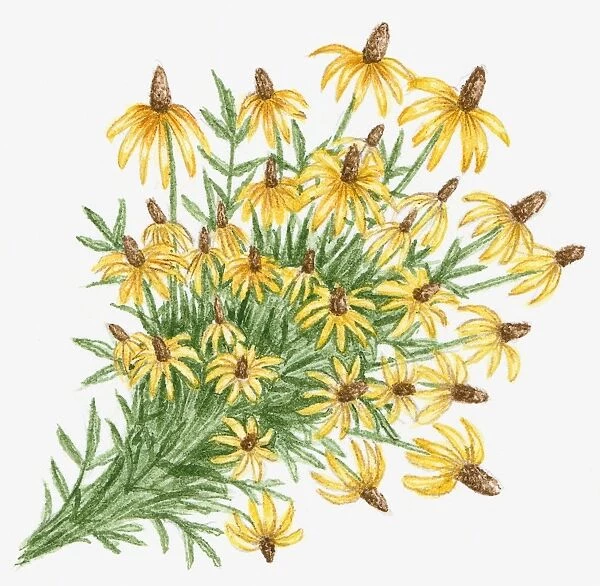 Illustration of Ratibida Pinnata (Grayhead Coneflower), north American prairie wildflower with abundance yellow flowers and green leaves