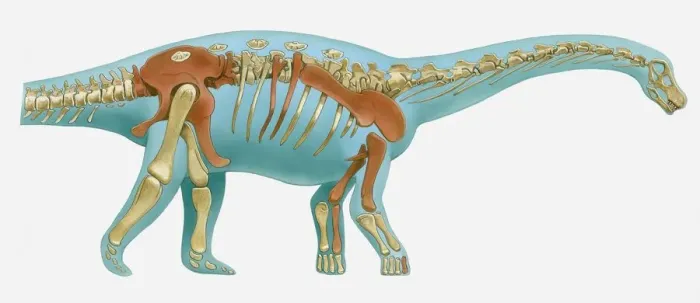 Framed Print : Illustration of reconstructed skeleton of sauropod dinosaur Framed Print : Illustration of reconstructed skeleton of sauropod dinosaur