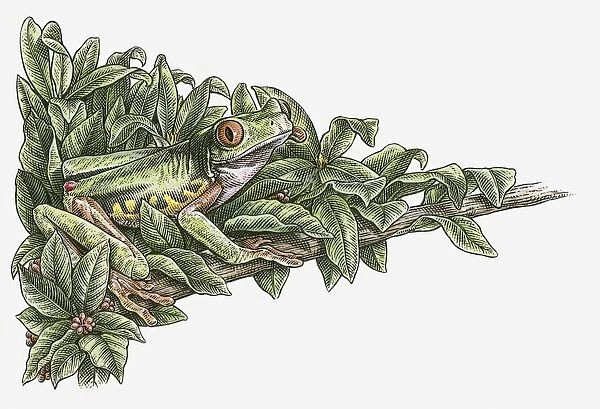 Illustration of Red-eyed Tree Frog (Agalychnis callidryas) camouflaged in leaves on branch