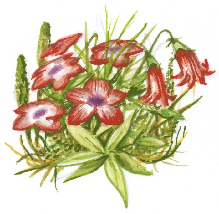 Framed Print : Illustration of red flowers with green leaves able to withstand cold tundra and mountain weather Framed Print : Illustration of red flowers with green leaves able to withstand cold tundra and mountain weather
