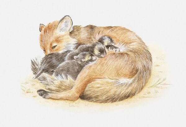 Illustration of a Red fox (Vulpes vulpes) curled up with cubs