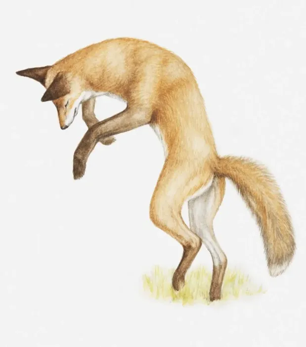 Framed Print : Illustration of a Red fox (Vulpes vulpes) pouncing Framed Print : Illustration of a Red fox (Vulpes vulpes) pouncing