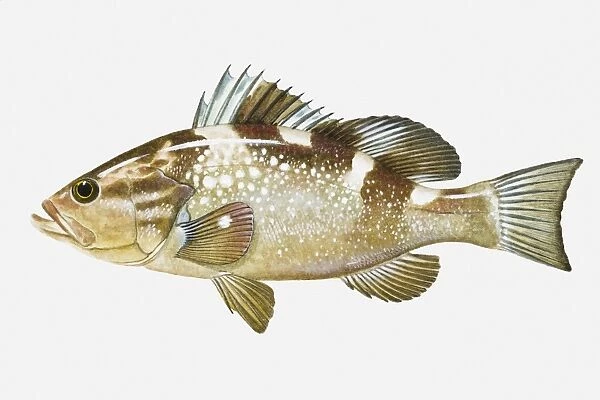Illustration of Red Grouper (Epinephelus morio) fish