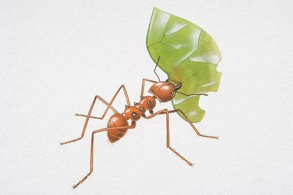 Illustration, red Leafcutter Ant (Atta sp. ) carrying partially eaten leaf in its mouth, side view