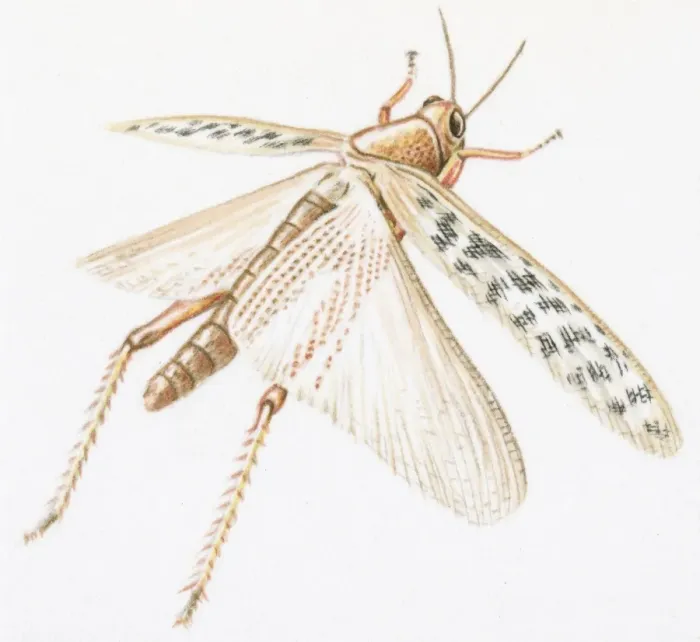 Framed Print : Illustration of Red Locust (Nomadracis septemfasciata) with spread wings Framed Print : Illustration of Red Locust (Nomadracis septemfasciata) with spread wings