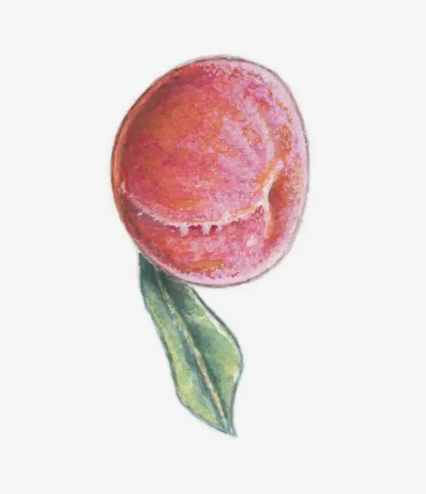 Framed Print : Illustration of a red peach with leaf Framed Print : Illustration of a red peach with leaf