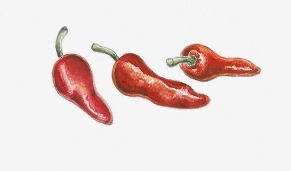 Illustration of three red pimento peppers