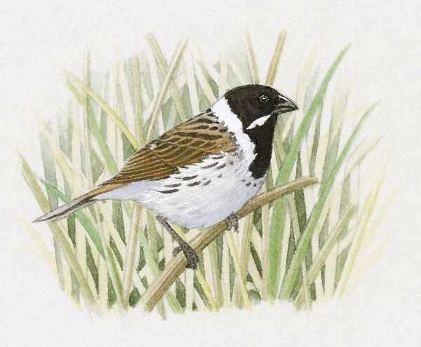Illustration of a Reed Bunting (Emberiza schoeniclus) perching on thin reed