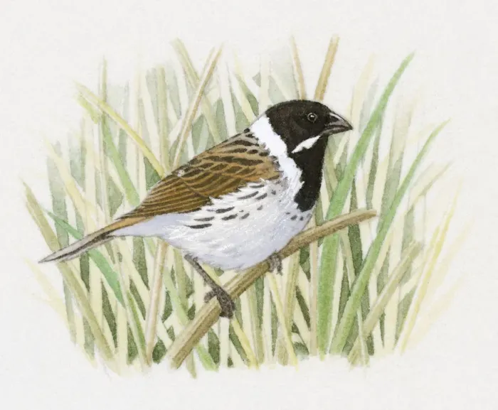 Framed Print : Illustration of a Reed Bunting (Emberiza schoeniclus) perching on thin reed