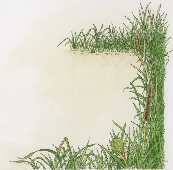 Framed Print : Illustration of Reedmace (Typha species) growing at the edge of water Framed Print : Illustration of Reedmace (Typha species) growing at the edge of water