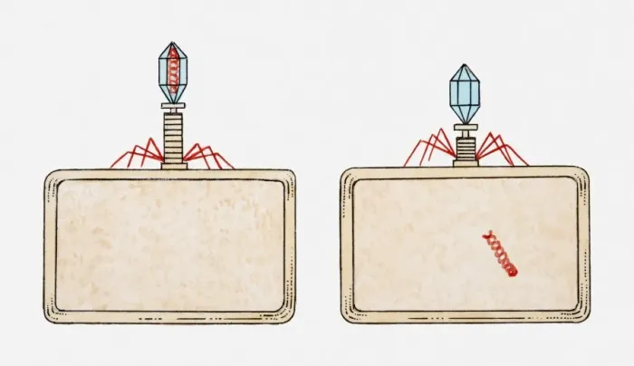 Framed Print : Illustration of reproduction of a virus, virus embedding its tail in cell wall, and injecting nucleic acid into bacterium Framed Print : Illustration of reproduction of a virus, virus embedding its tail in cell wall, and injecting nucleic acid into bacterium