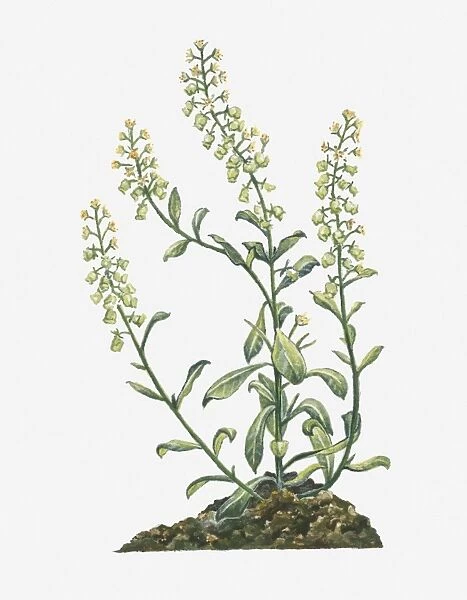 Illustration of Reseda odorata (Garden Mignonette) bearing spiked raceme of yellow flowers and buds and green leaves on tall branching stems