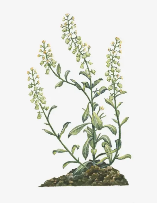 Framed Print : Illustration of Reseda odorata (Garden Mignonette) bearing spiked raceme of yellow flowers and buds and green leaves on tall branching stems Framed Print : Illustration of Reseda odorata (Garden Mignonette) bearing spiked raceme of yellow flowers and buds and green leaves on tall branching stems