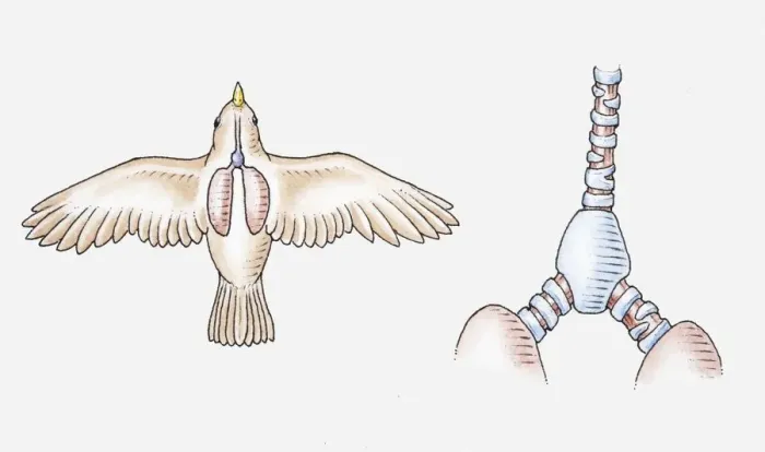 Framed Print : Illustration of the respiratory system of a songbird, and its trachea, syrinx and lungs Framed Print : Illustration of the respiratory system of a songbird, and its trachea, syrinx and lungs