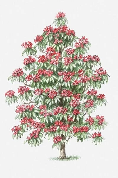 Illustration of Rhododendron shrub bearing red flowers
