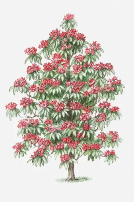 Framed Print : Illustration of Rhododendron shrub bearing red flowers Framed Print : Illustration of Rhododendron shrub bearing red flowers