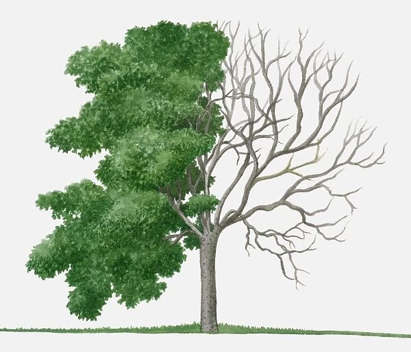 Illustration of Rhus trichocarpa (Sumac), a deciduous tree showing summer leaves and bare winter bra