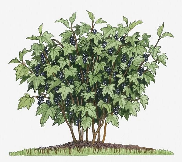 Illustration of Ribes nigrum (Blackcurrant) bearing edible fruits on long upright stems with green leaves