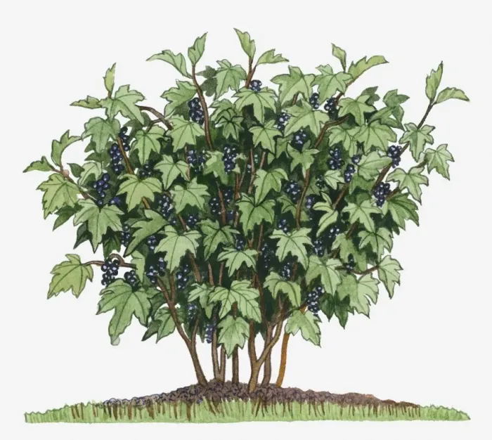 Framed Print : Illustration of Ribes nigrum (Blackcurrant) bearing edible fruits on long upright stems with green leaves Framed Print : Illustration of Ribes nigrum (Blackcurrant) bearing edible fruits on long upright stems with green leaves