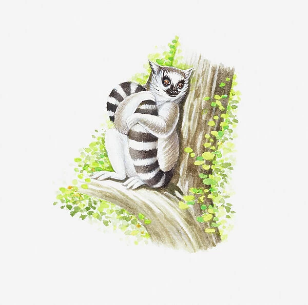 Illustration of Ring-tailed Lemur (Lemur catta) holding tail as it sits on branch of tree