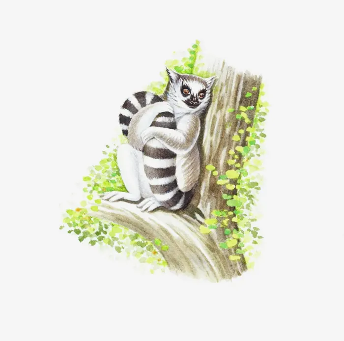 Framed Print : Illustration of Ring-tailed Lemur (Lemur catta) holding tail as it sits on branch of tree Framed Print : Illustration of Ring-tailed Lemur (Lemur catta) holding tail as it sits on branch of tree