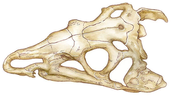 Illustration of Riojasuchus skull, an extinct crurotarsan archosaur, showing nostril, eye socket and antorbital fenestra holes
