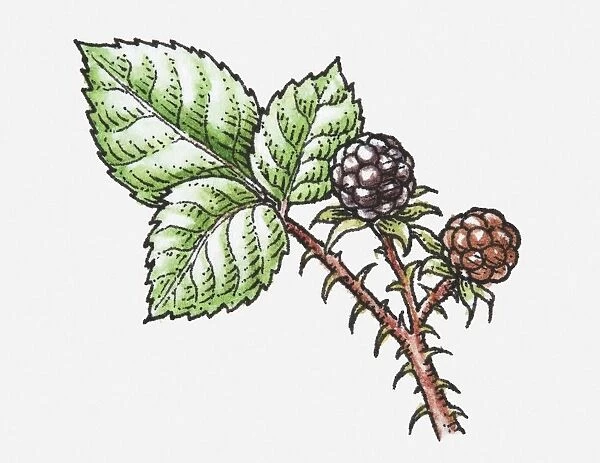 Illustration of ripe and unripe Rubus (Blackberry) on spiked stem with green leaves