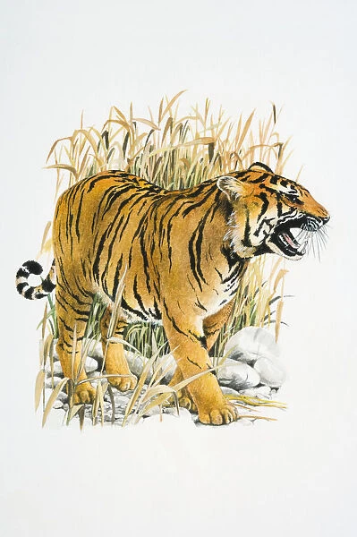 Illustration of roaring Tiger (Panthera tigris) in reeds