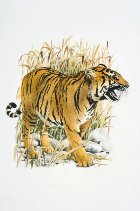 Framed Print : Illustration of roaring Tiger (Panthera tigris) in reeds Framed Print : Illustration of roaring Tiger (Panthera tigris) in reeds